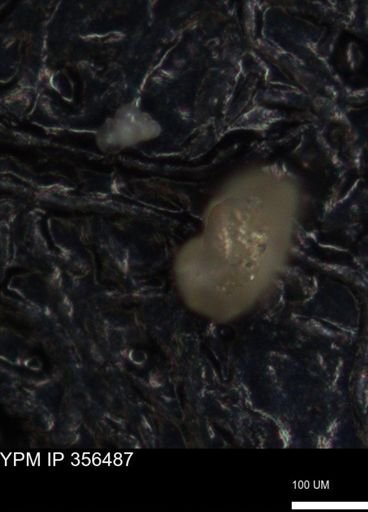 undet. Foraminiferida