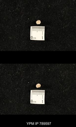 undet. Bryozoa