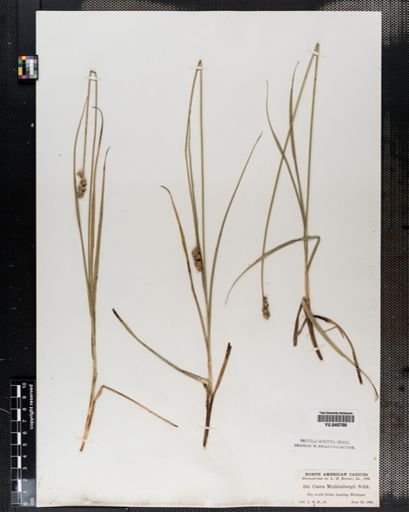 Carex muhlenbergii