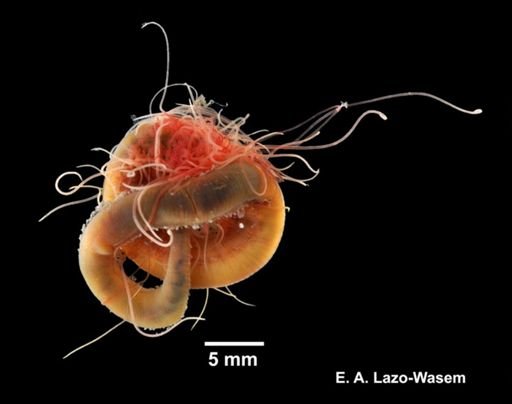 Cirratulus grandis
