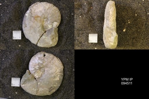 Hoploscaphites nicolletii