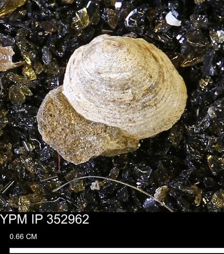 Limopsis striatopunctatus