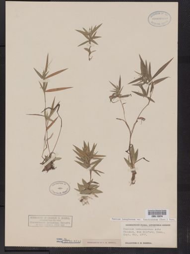 Panicum lanuginosum