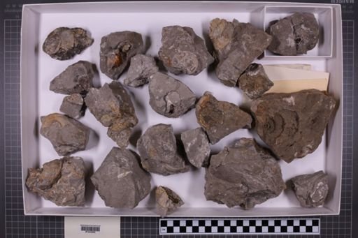 mixed taxa, stratigraphic collection