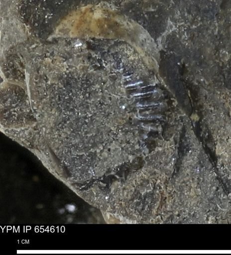 undet. Bivalvia