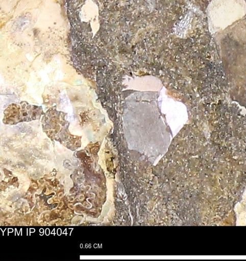 undet. Mollusca