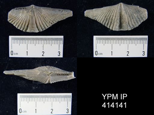 Mucrospirifer sp.