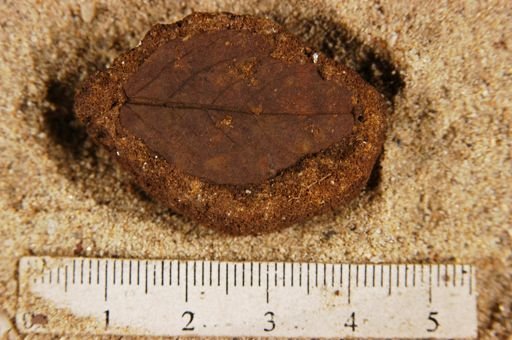 Angiospermopsida