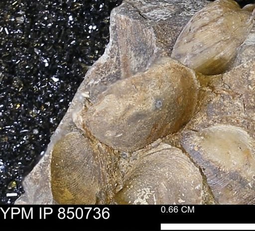 Limopsis striatopunctatus