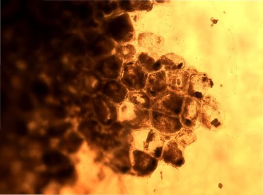 Alcyonidium polyoum