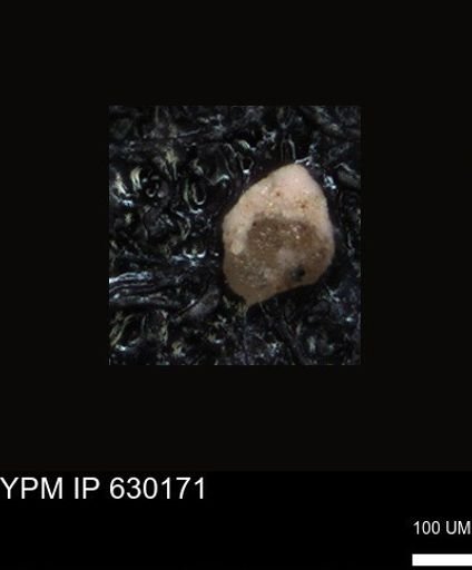 undet. Foraminiferida