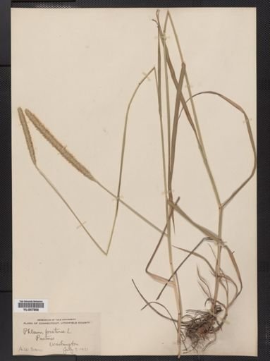 Phleum pratense