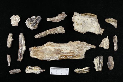 Cimolichthys sp.