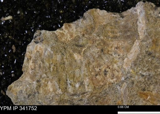 Scaphites sp.