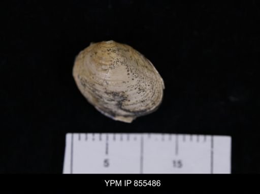 Limopsis striatopunctatus