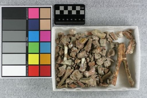 Hyaenodon mustelinus