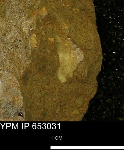 Mollusca