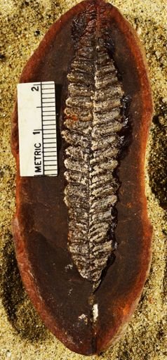 Pecopteris lamurensis