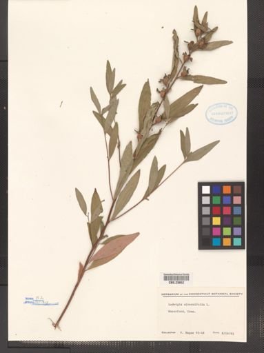 Ludwigia alternifolia
