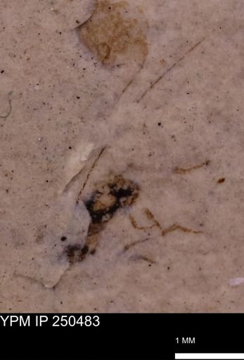 Orthoptera?
