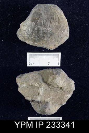Linoproductus sp.
