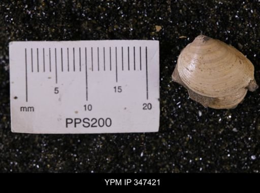 Limopsis striatopunctatus