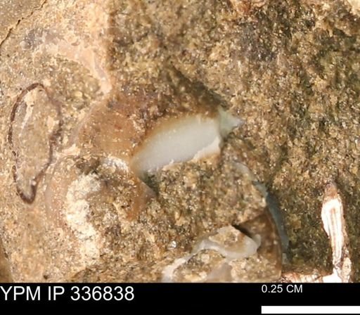 undet. Mollusca
