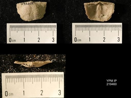 Chonetes granulifer