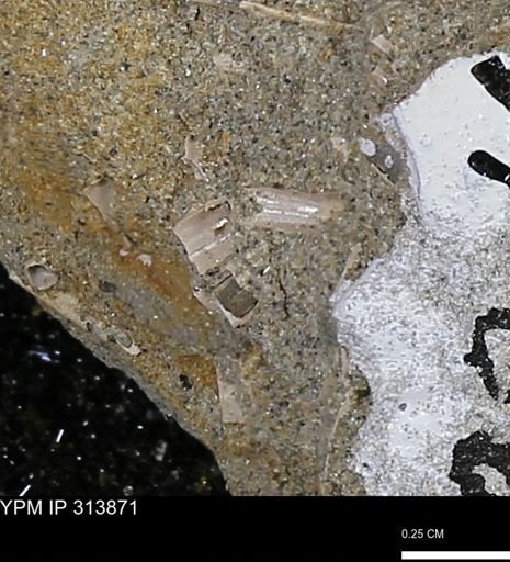 undet. Scaphopoda