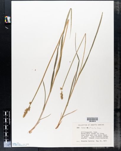 Carex stipata