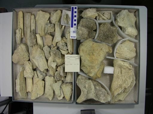 Gomphotherium sp.