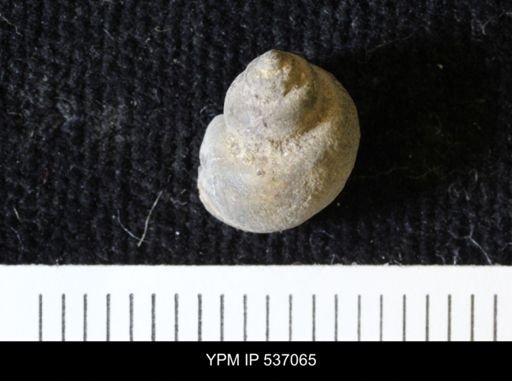 Viviparus montanaensis