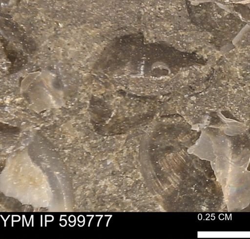 Protocardia subquadrata