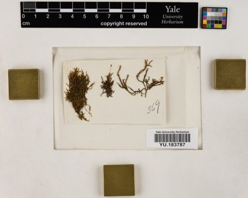 Plantae