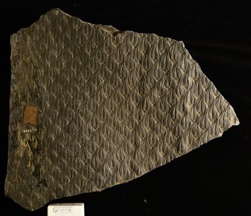 Lepidodendron modulatum