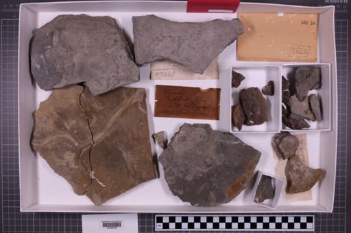 mixed taxa, stratigraphic collection