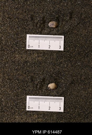 Limopsis striatopunctatus
