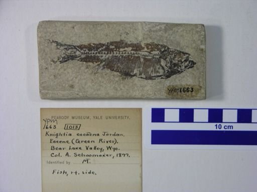 Knightia eocaena