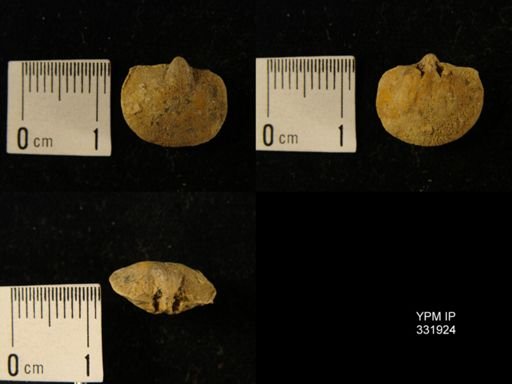undet. Orthida