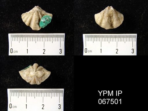Delthyris perlamellosa
