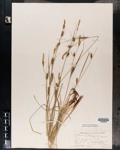Carex lanuginosa