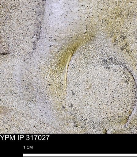 undet. Mollusca
