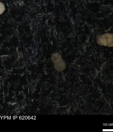 undet. Foraminiferida