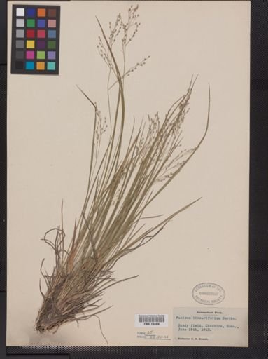 Panicum linearifolium