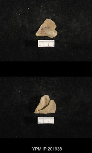 Myalina subquadrata