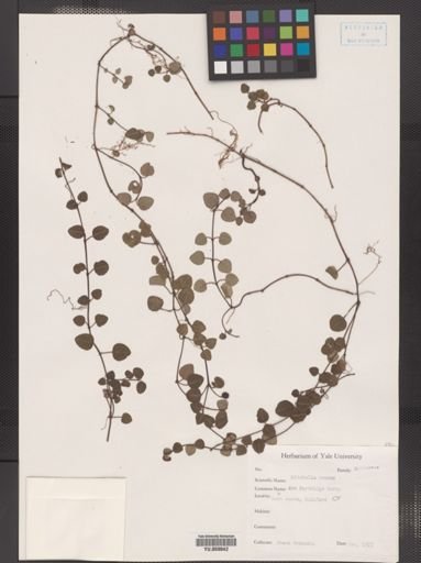 Mitchella repens