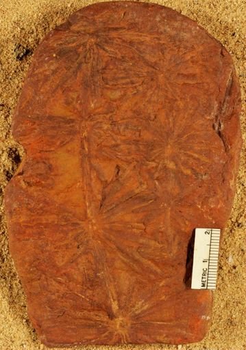 Annularia radiata