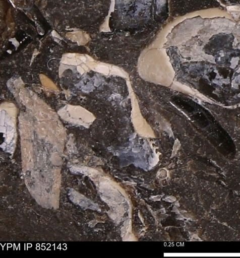 undet. Bivalvia