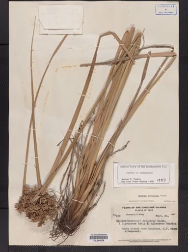 Cyperus