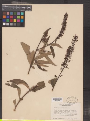 Buddleja davidii